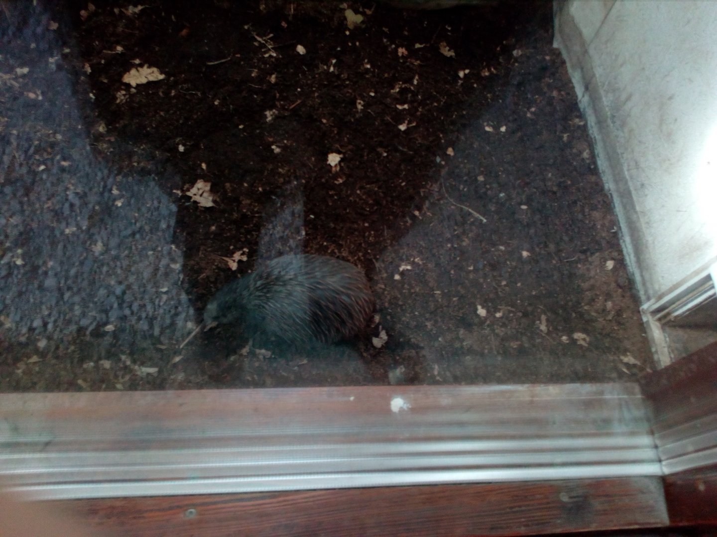 Best photo of kiwi I was able to make