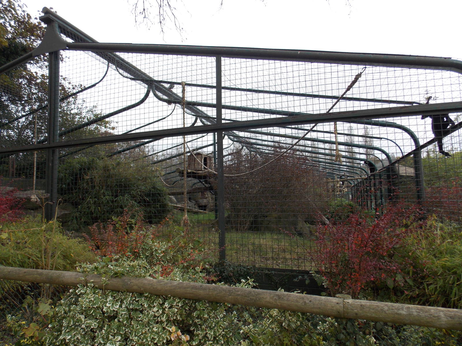 Best primate exhibit in the zoo