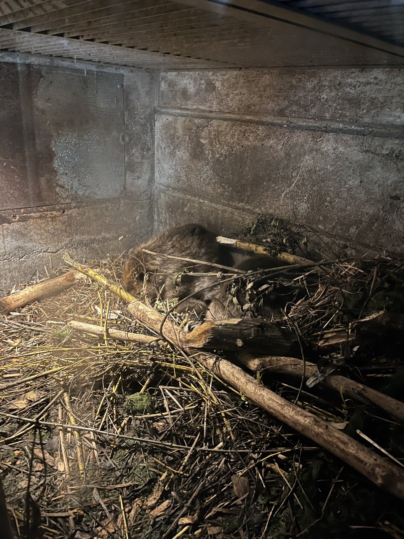 Best view I could get of the beaver babies 9.7.25