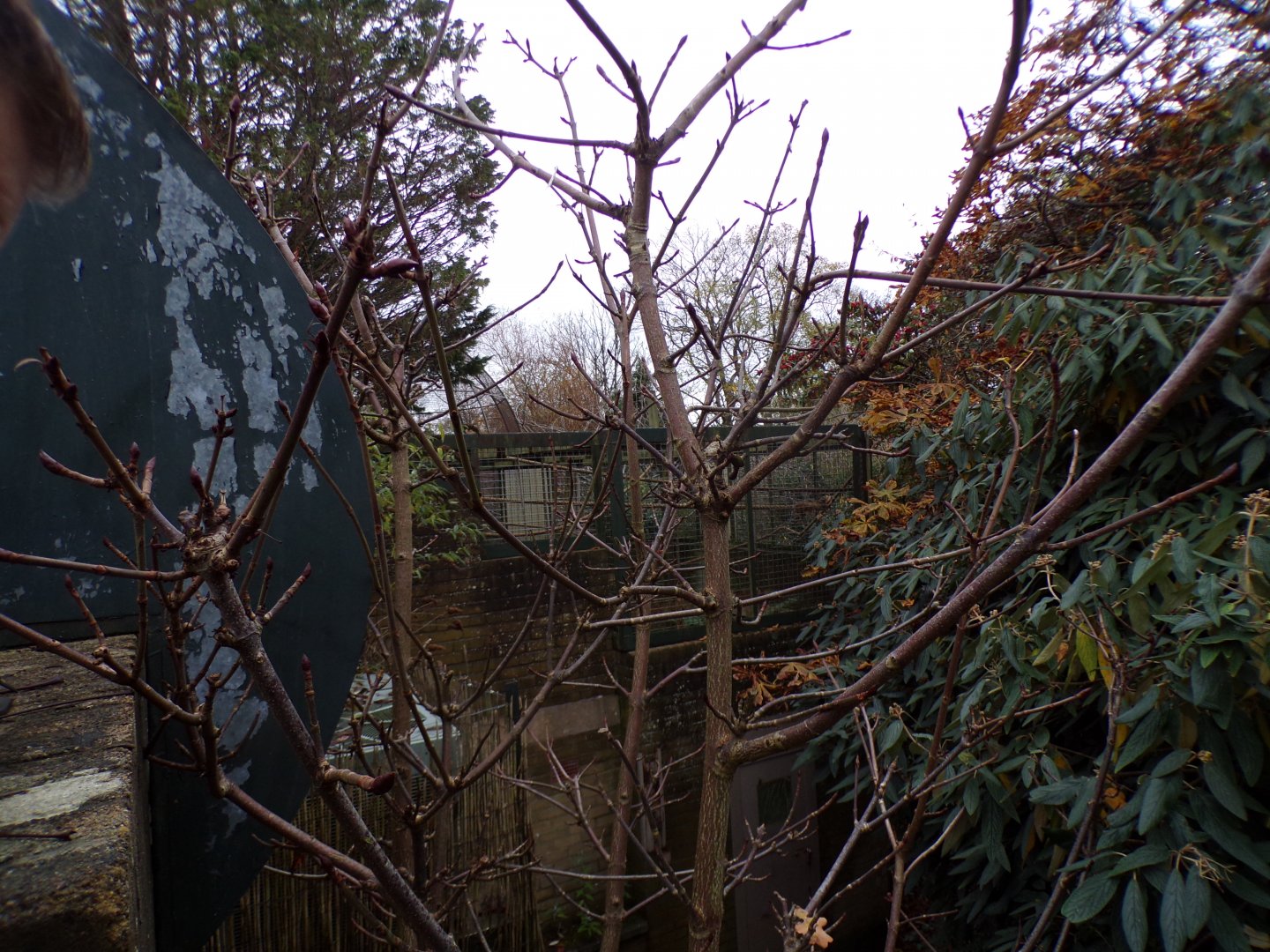 Best view I could get of the off-show monkey cage (formerly parrot and macaque cage) 19.11.23