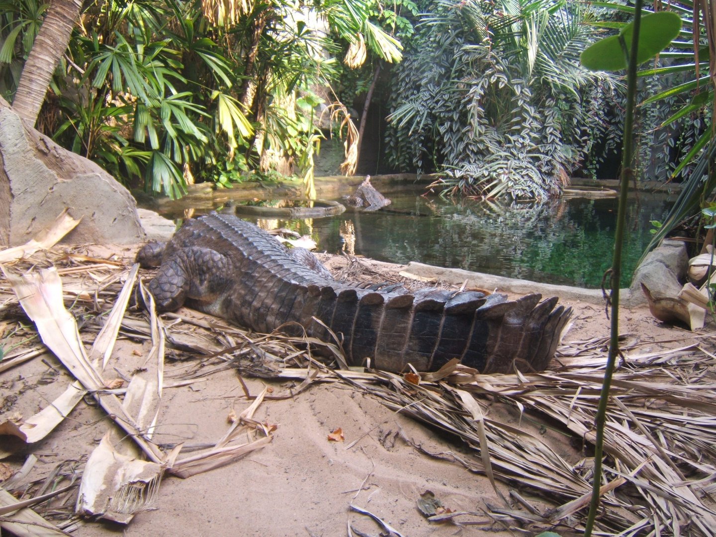 Best way to view Chester's Thomistoma 17/02/2018