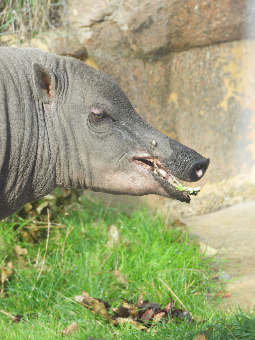Beth (Female Babirusa)- 6th October 2023