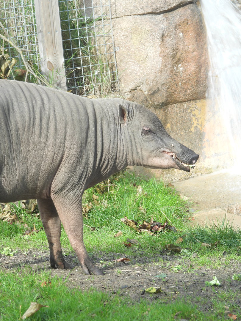 Beth (Female Babirusa)- 6th October 2023