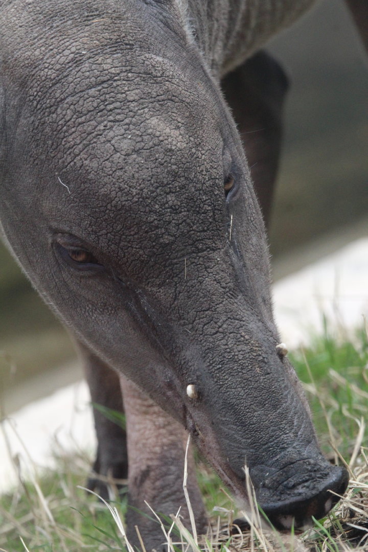 Beth, female Sulawesi Babirusa- 10th July 2023