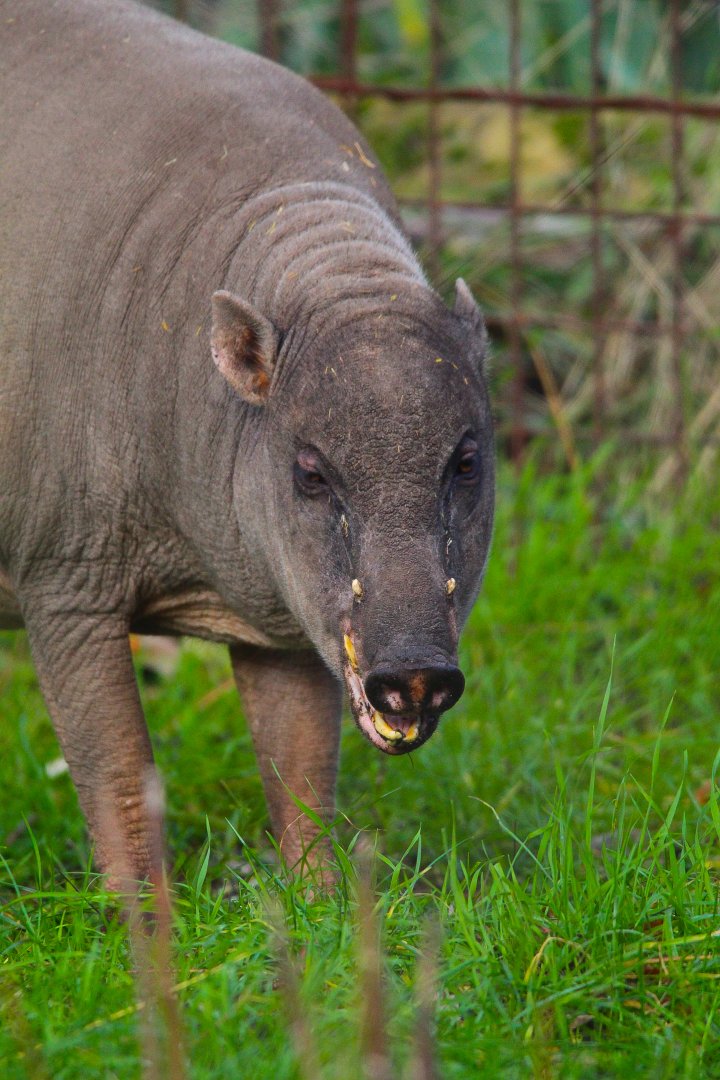 Beth the Sulawesi Babirusa- 9th November 2023