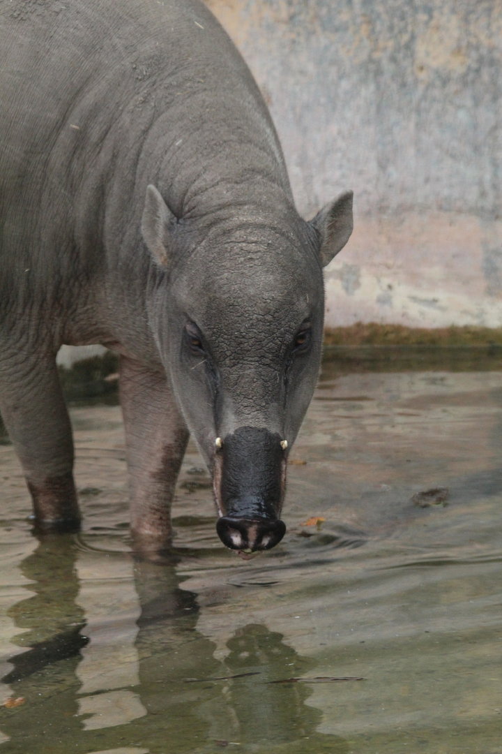 Beth using her Pool- 21st August 2023