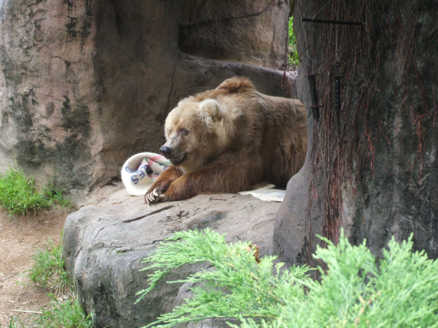 Bethel the Kodiak Bear, 2010