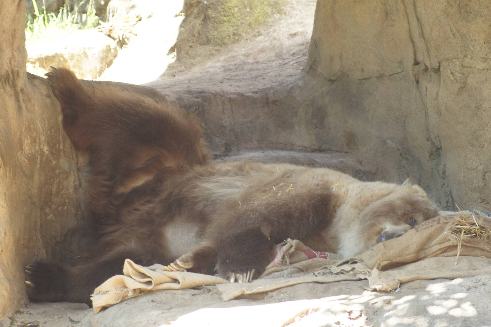 Bethyl in a comfortable sleeping position!