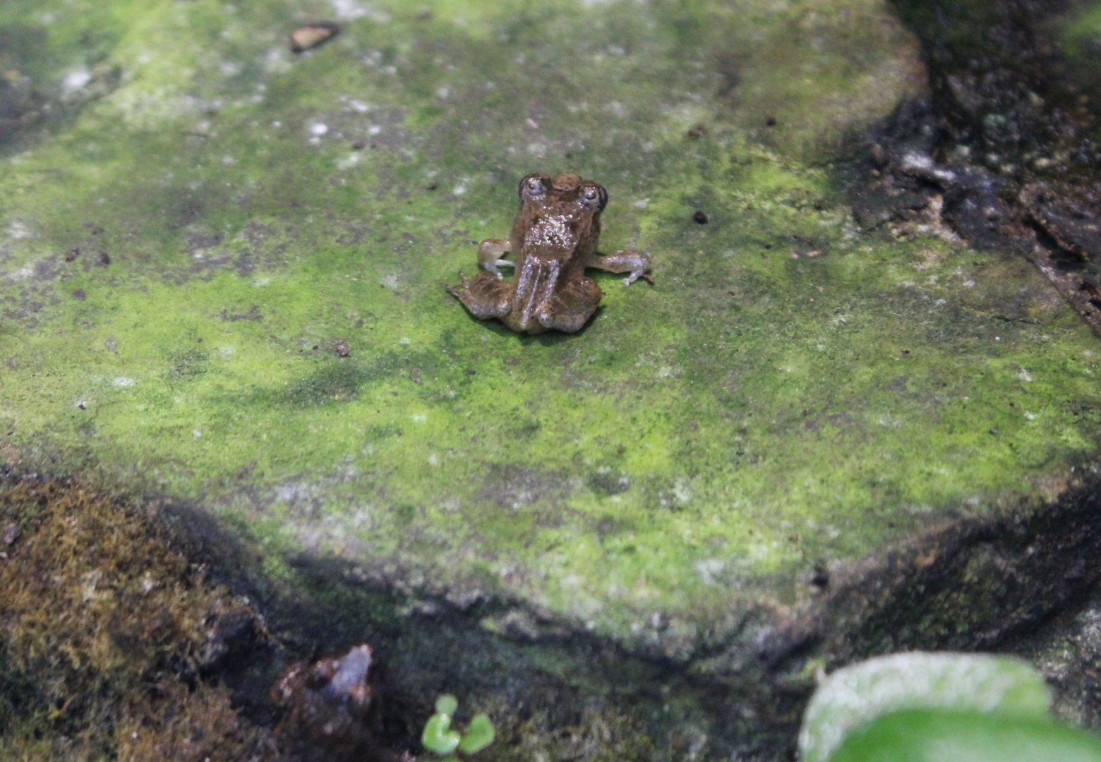 Betsileo madagascar frog - Mantidactylus betsileanus