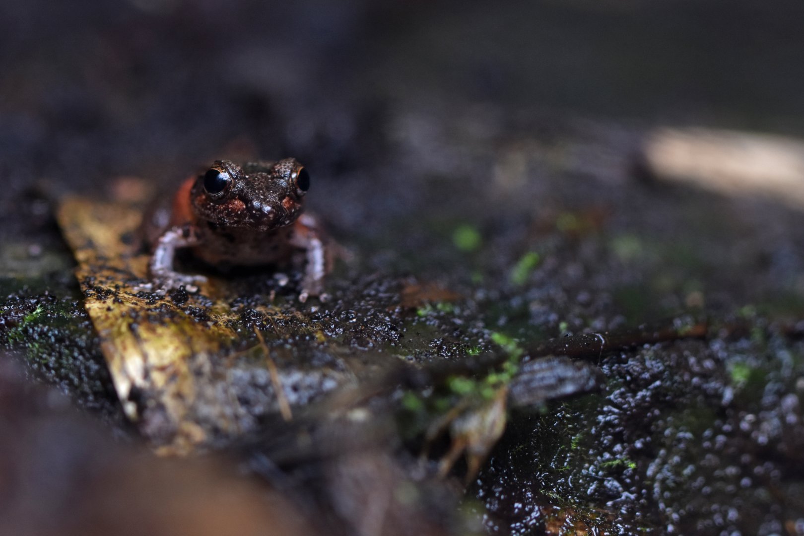 Betsileo Madagascar Frog (Mantidactylus betsileanus)