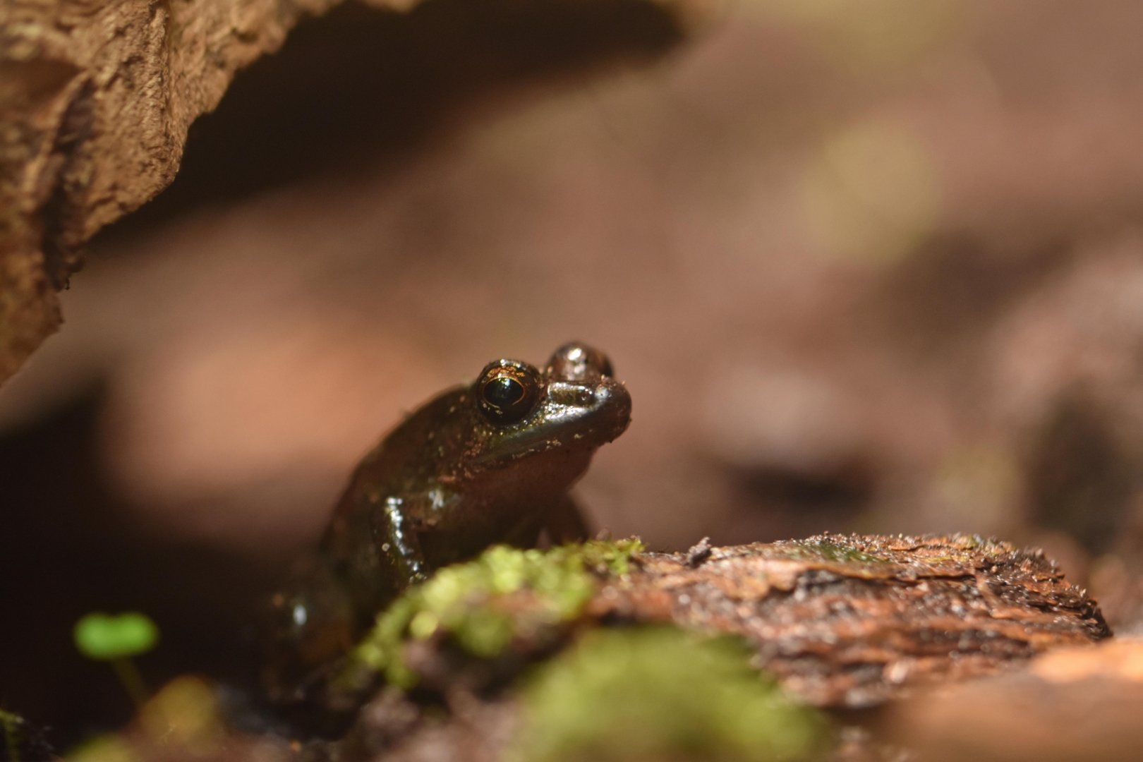 Betsileo Madagascar Frog (Mantidactylus betsileanus)