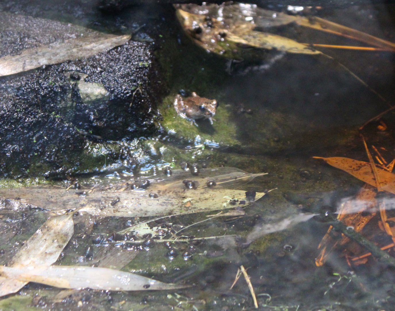 Betsileo madagascar frogs - Mantidactylus betsileanus