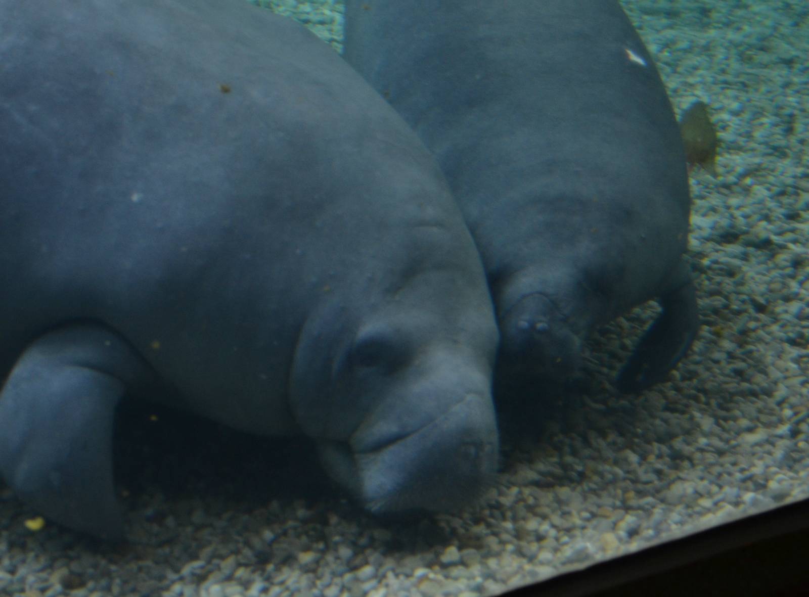 Betsy and BamBam - 10/26/15