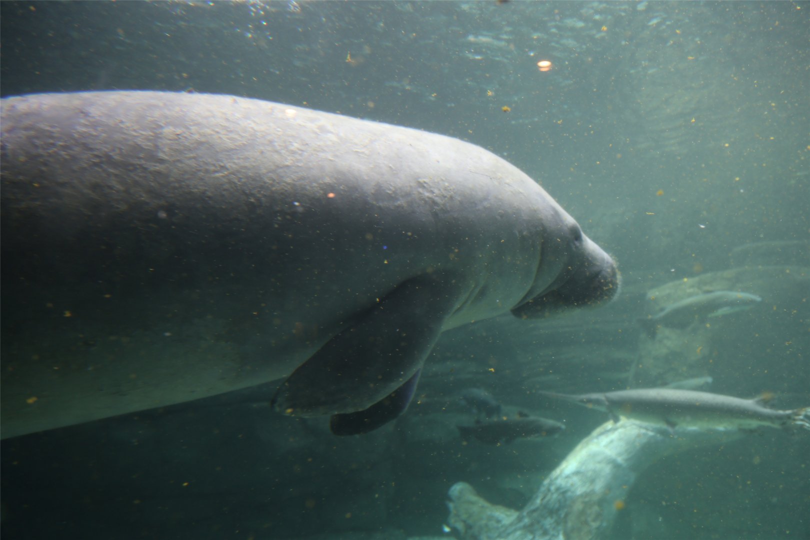 Betsy the Manatee, June 2015