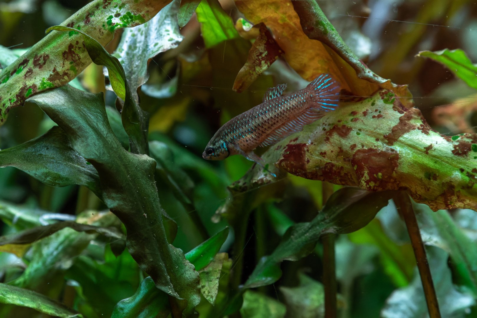 Betta imbellis? - Zoo Ostrava