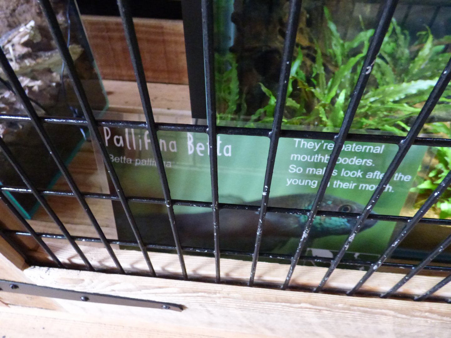 Betta Pallfina Signage
