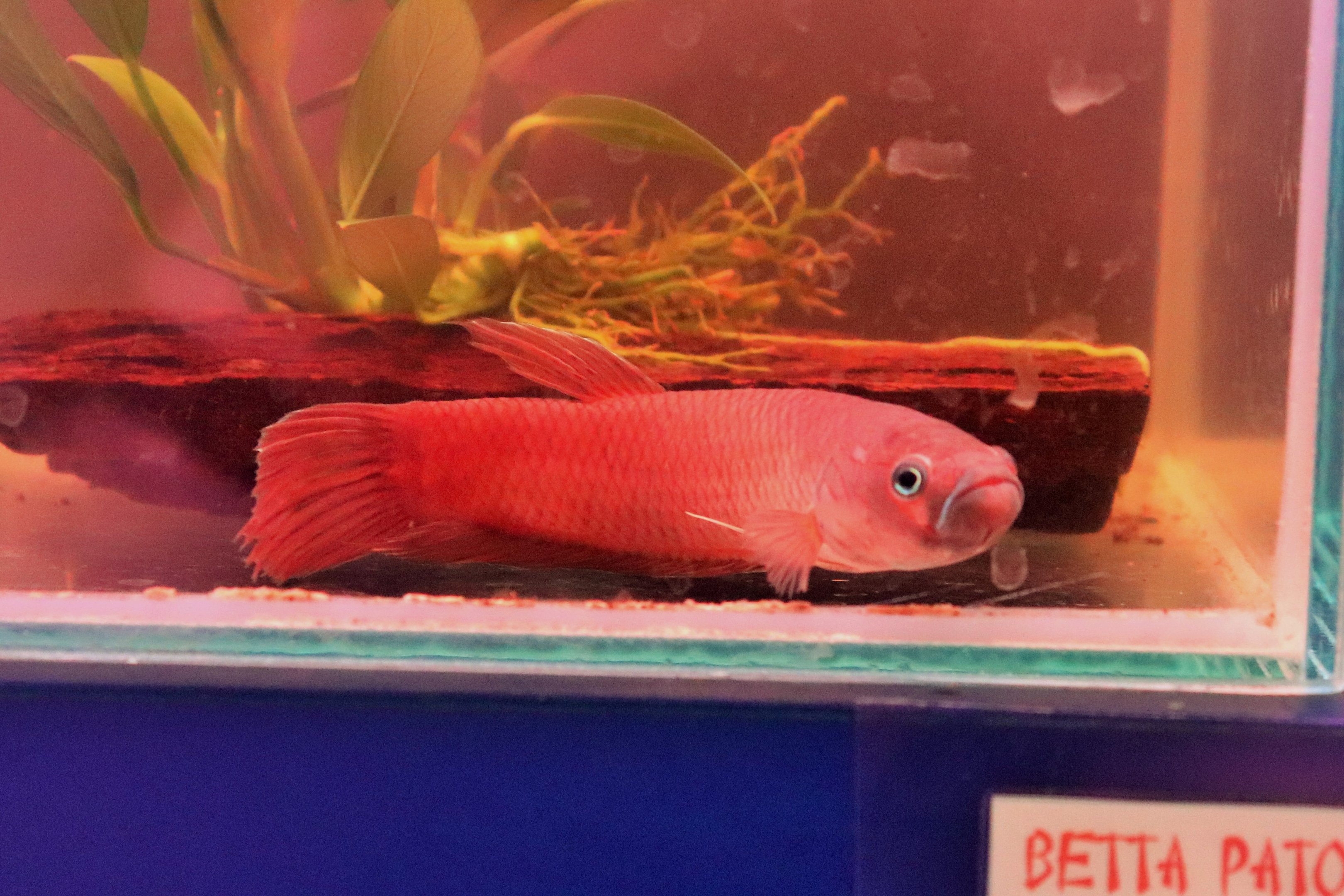 Betta patoti