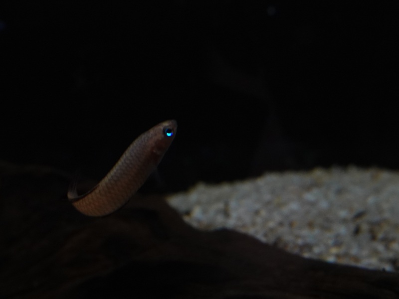 Betta sp, Zoo Negara (Betta livida?)