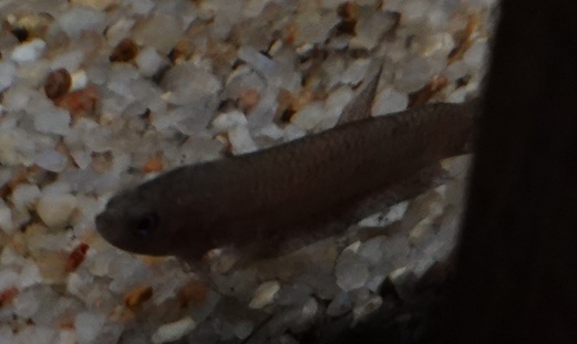 Betta sp, Zoo Negara