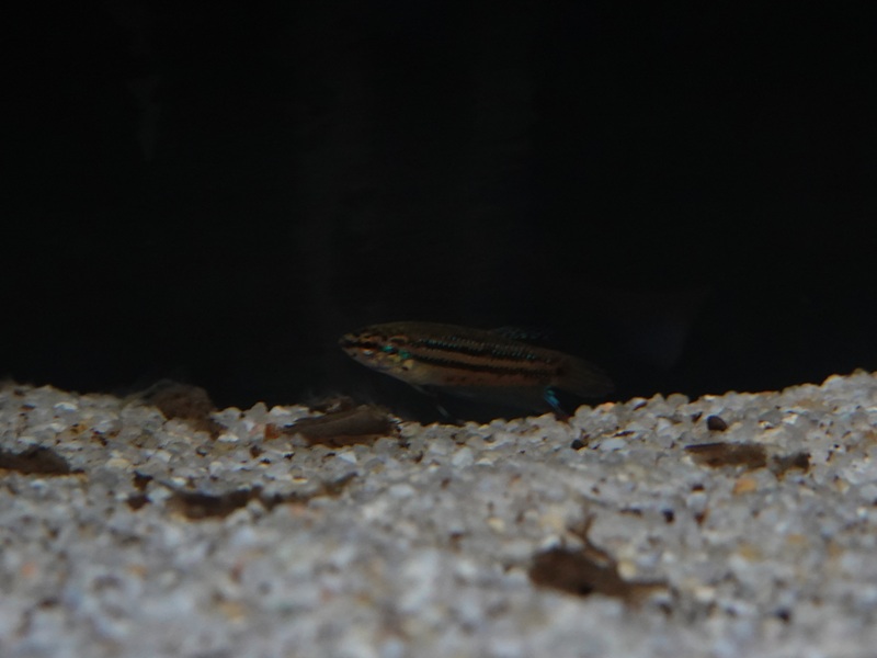 Betta sp, Zoo Negara