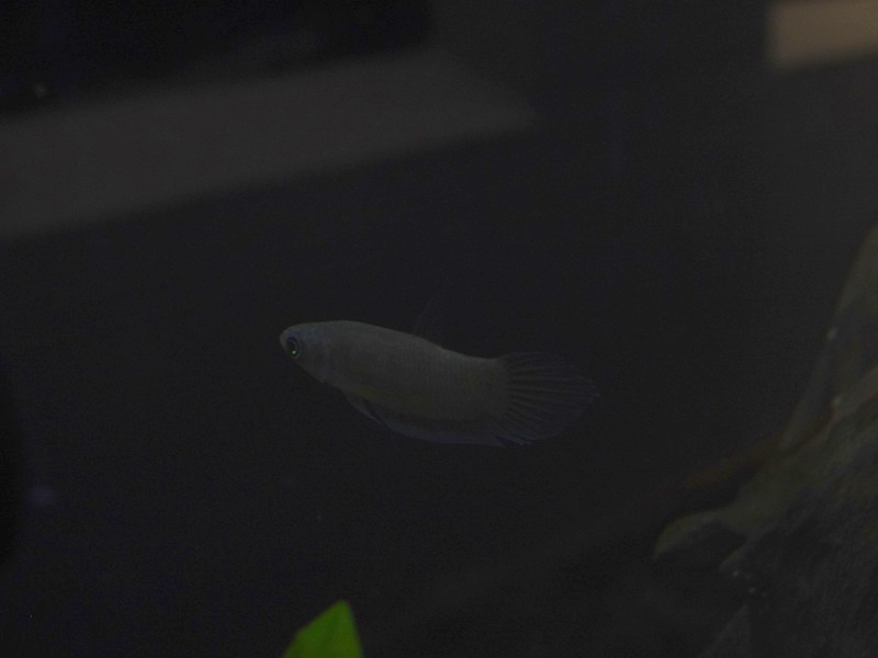 Betta sp, Zoo Negara