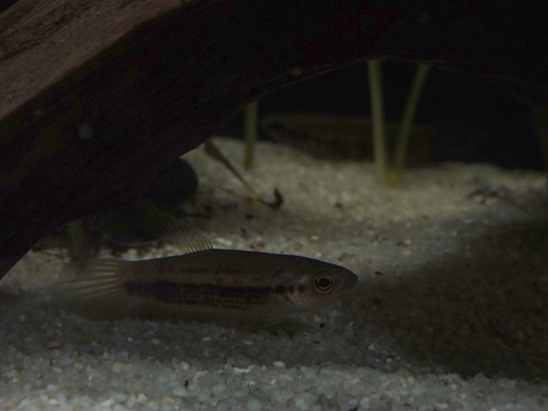 Betta sp, Zoo Negara