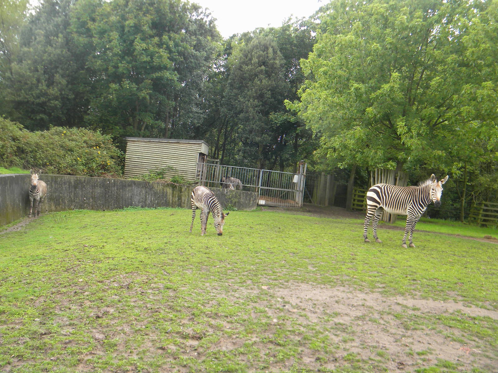 Bette, Tebogo and Helene the Hartmann's Mountain Zebra at Blackpool Zoo 07/