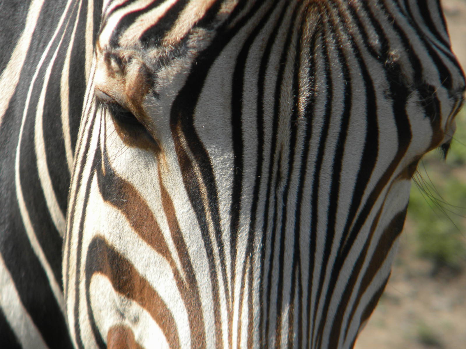 Bette the Hartmann's Mountain Zebra at Blackpool Zoo 05/08/11