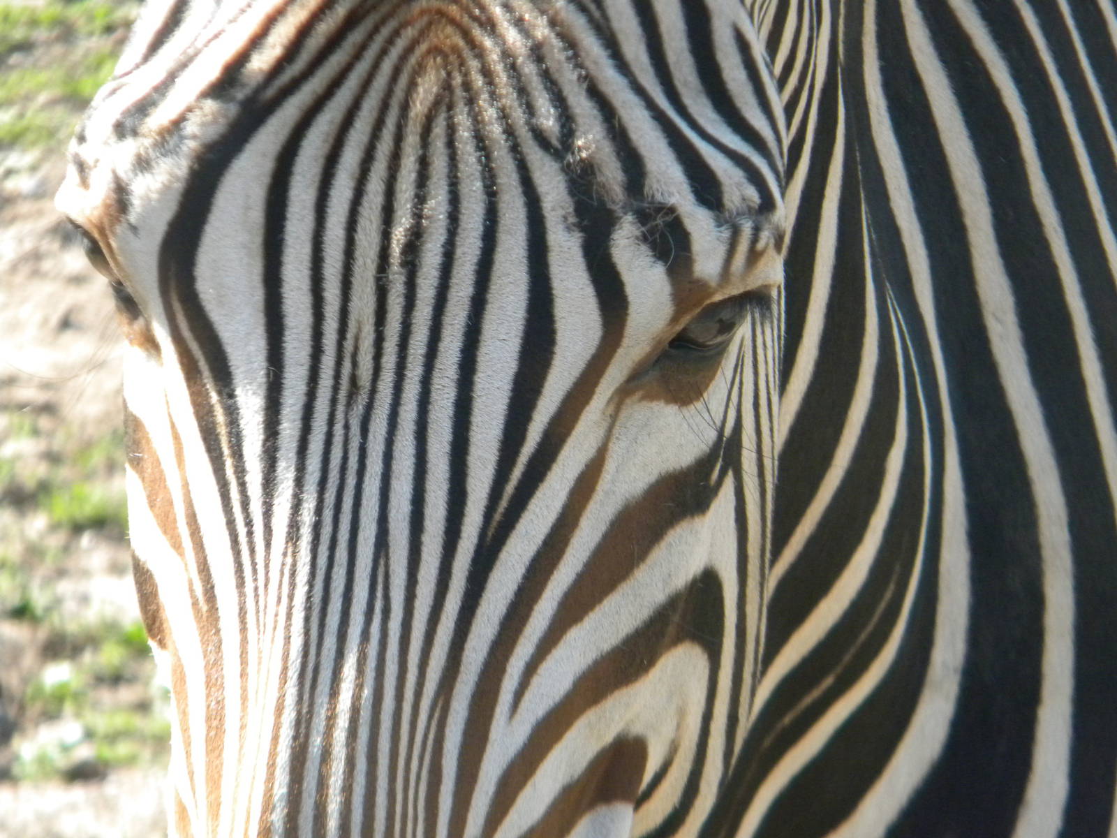 Bette the Hartmann's Mountain Zebra at Blackpool Zoo 05/08/11