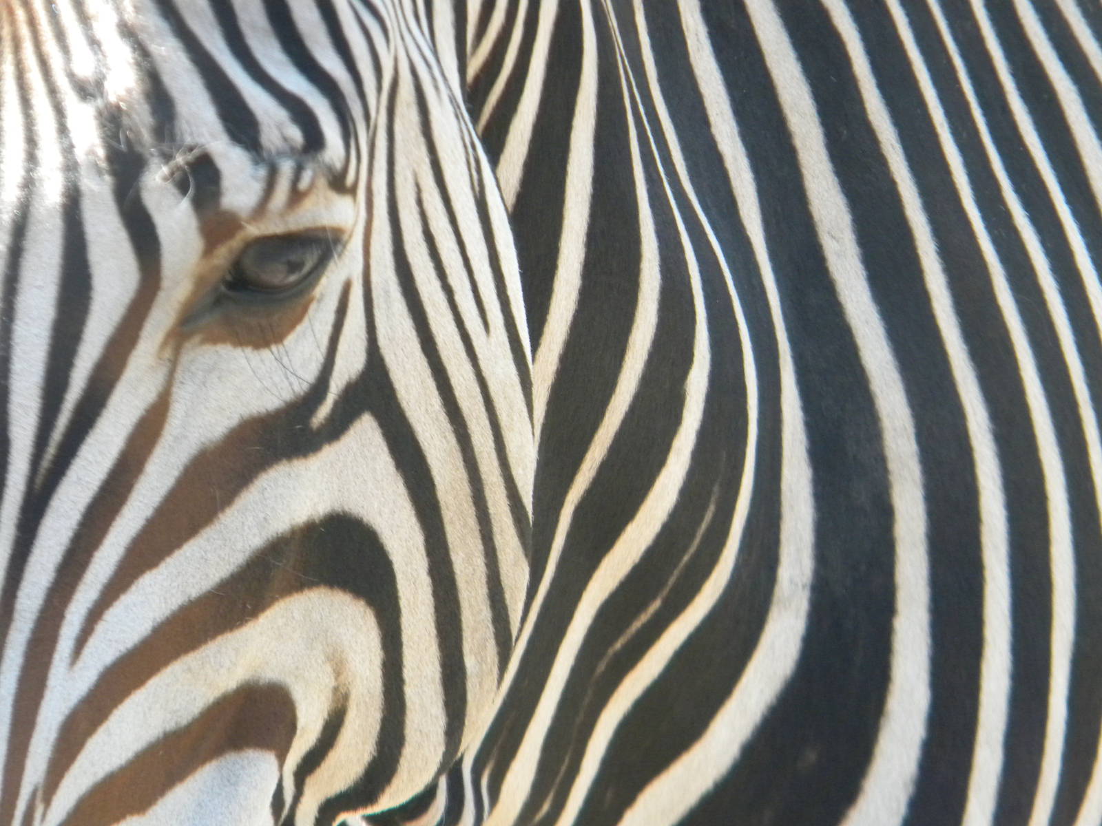 Bette the Hartmann's Mountain Zebra at Blackpool Zoo 05/08/11