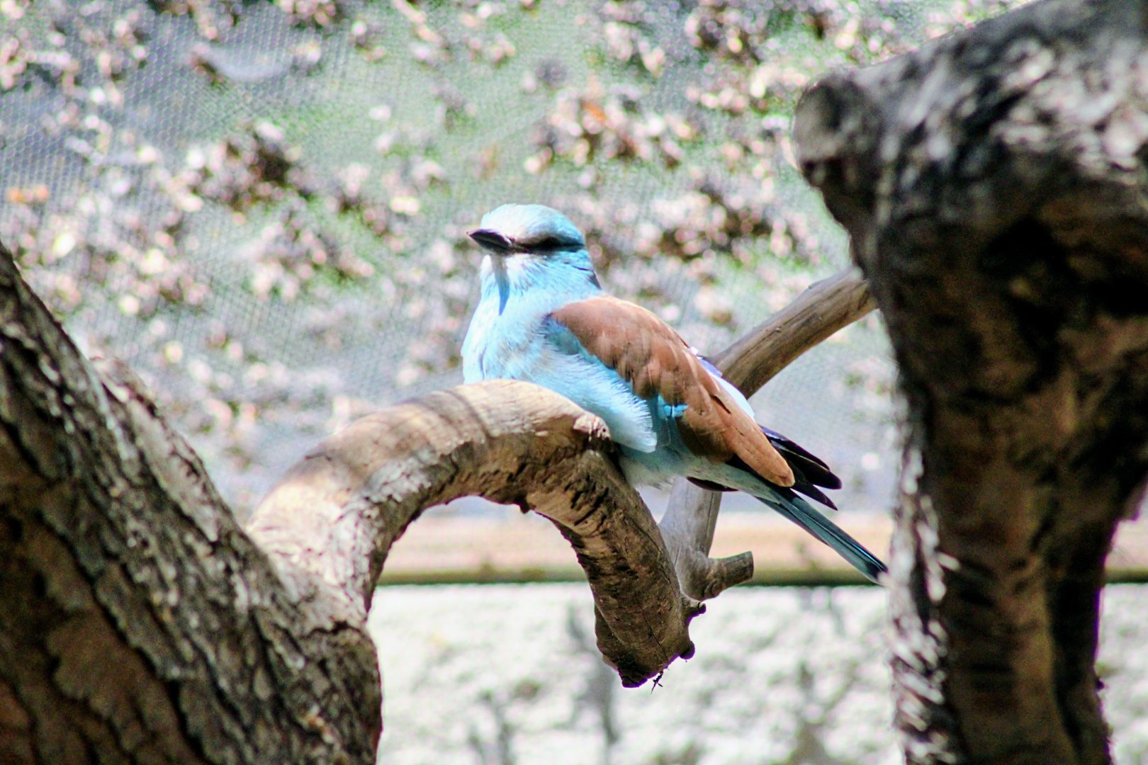 Better Shot of the Resident European Roller