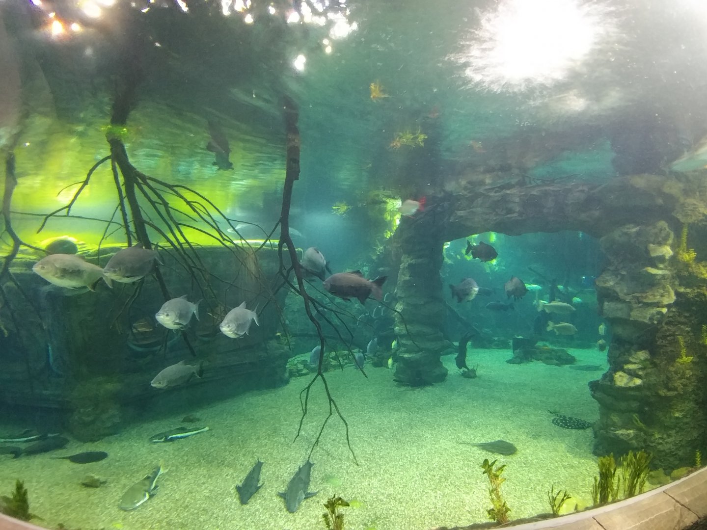 Better view of main freshwater tank