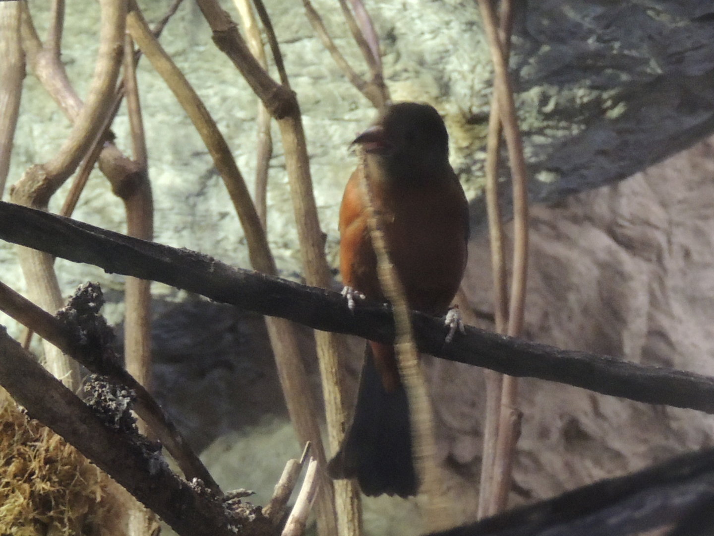 better view of unknown bird