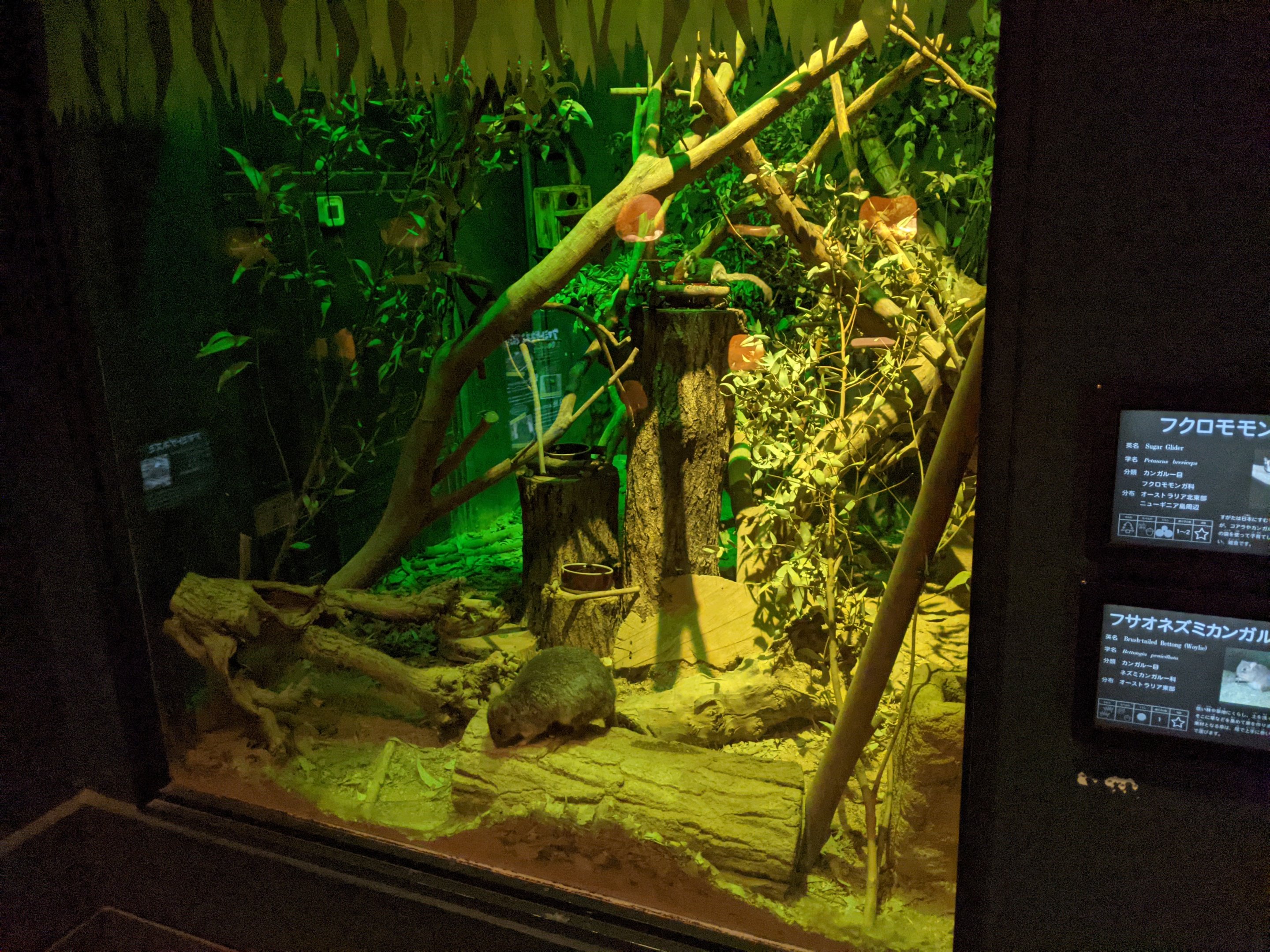 Bettong and Sugar Glider - Saitama Children's Zoo