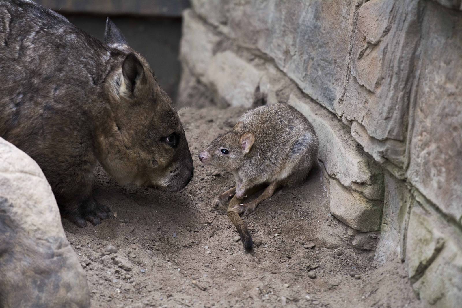 Bettong and Wombat