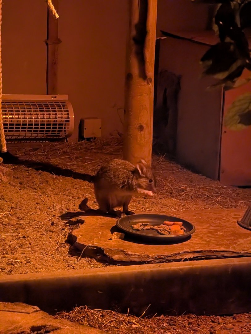 Bettong, Shaldon Zoo