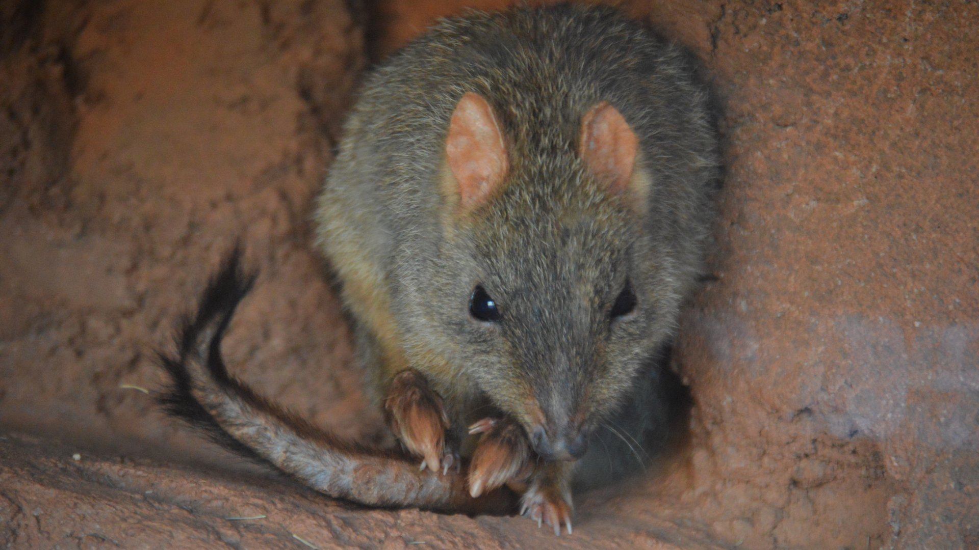 Bettongia penicillata ogilbyi