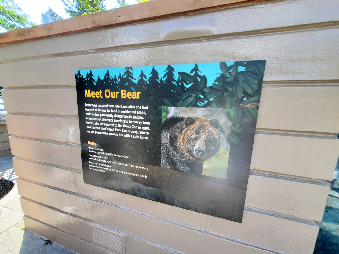 Betty the Bear - August 2021