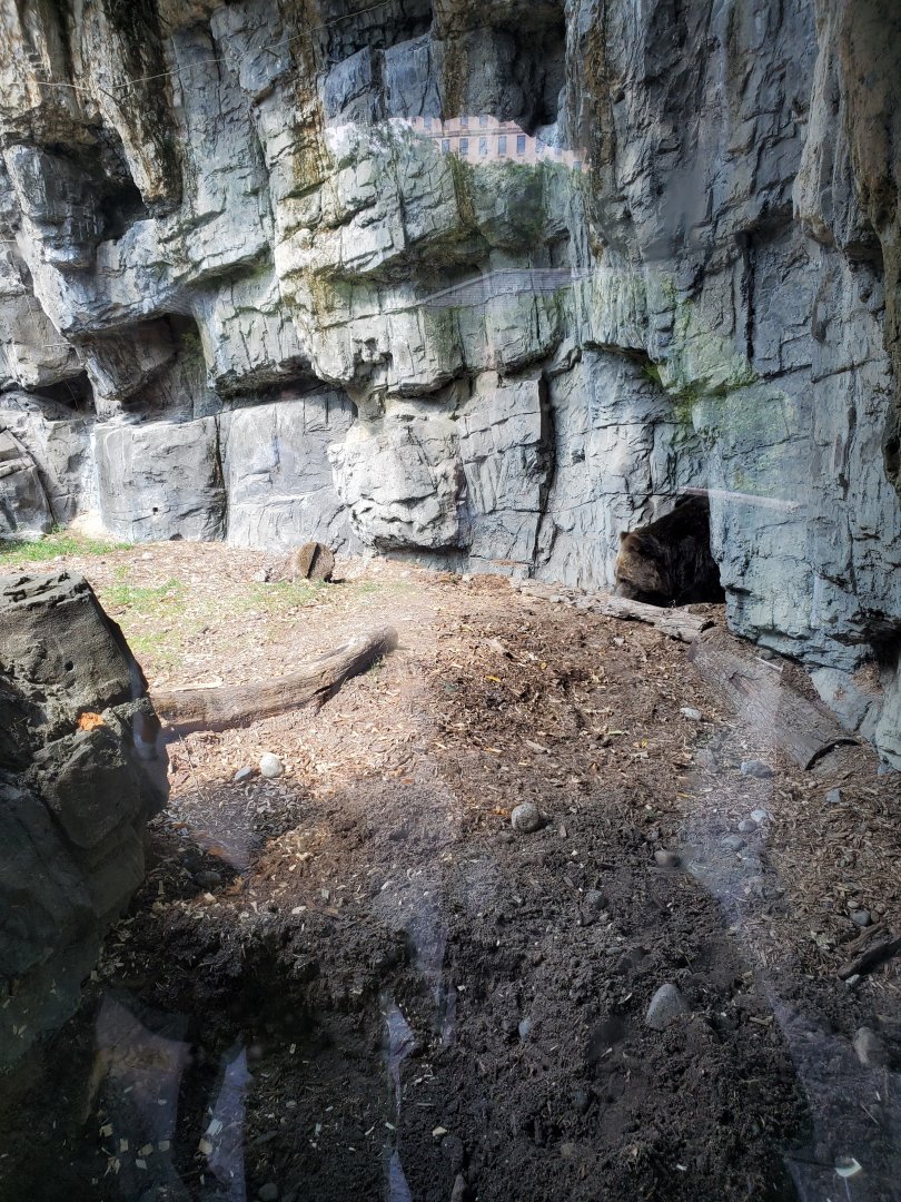 Betty the Grizzly Bear - August 2021