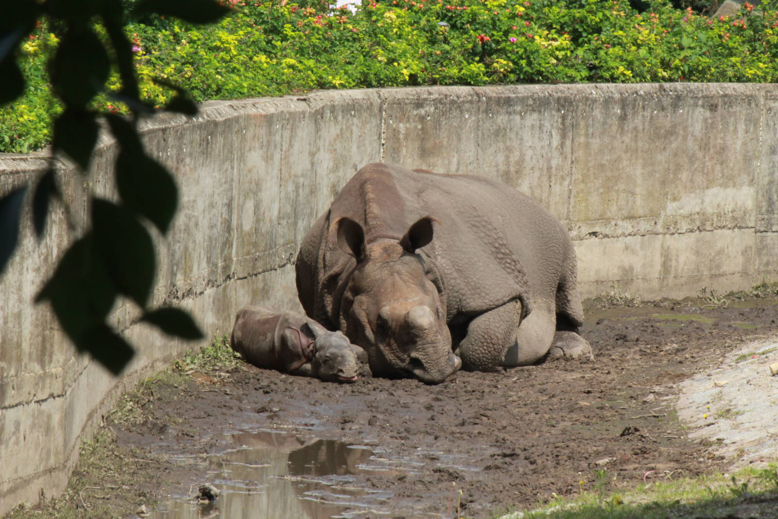 Betty with 2 day old calf