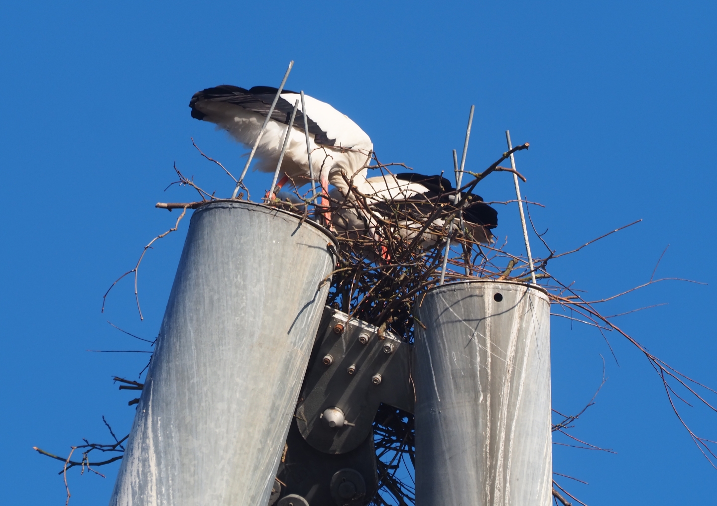 Between a pylon and a hard place... (Feb 16th, 2019)