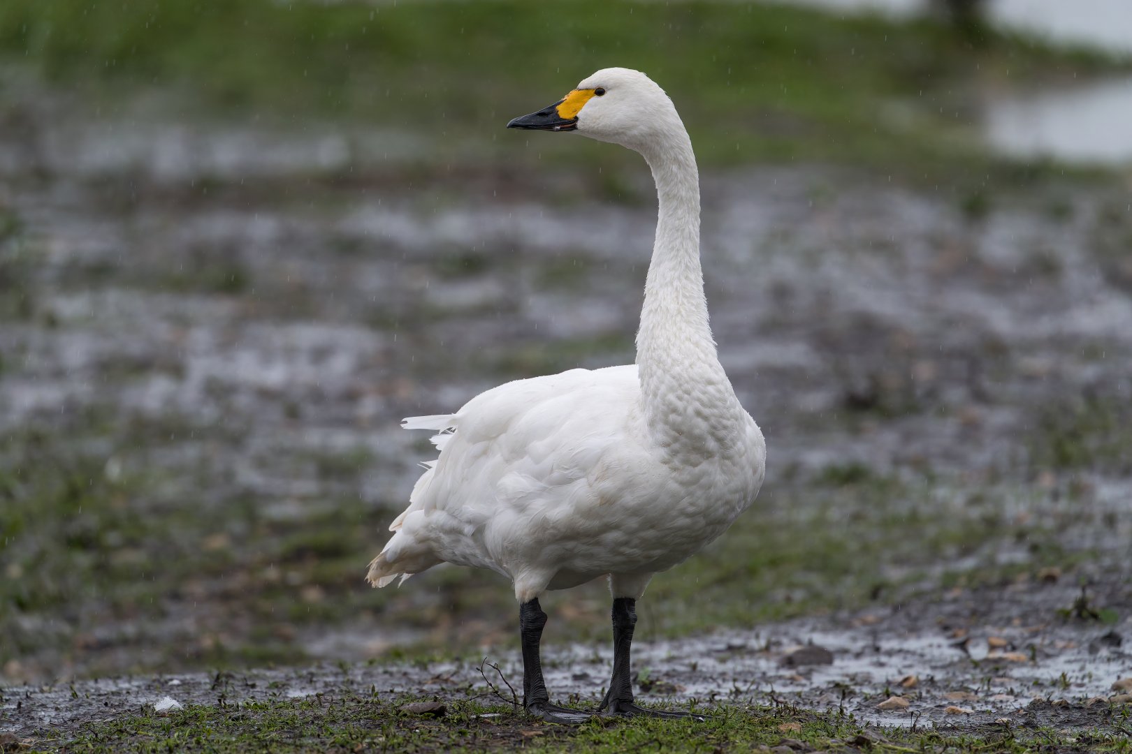 Bewick Swan (wild), UK