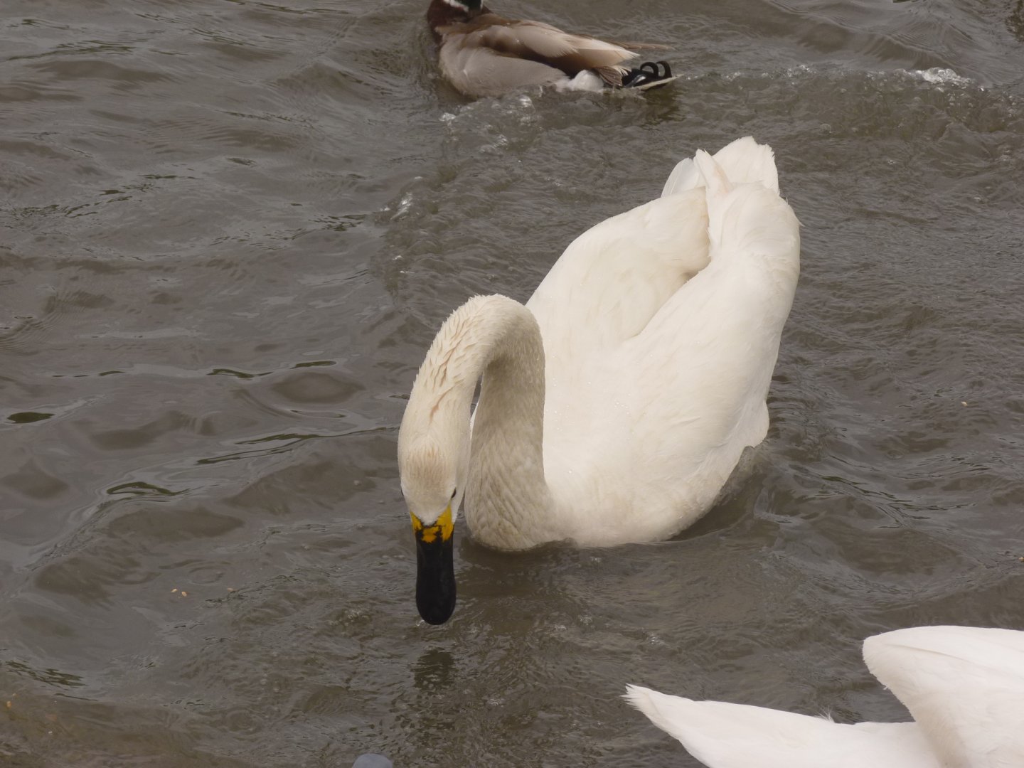 Bewick Swan