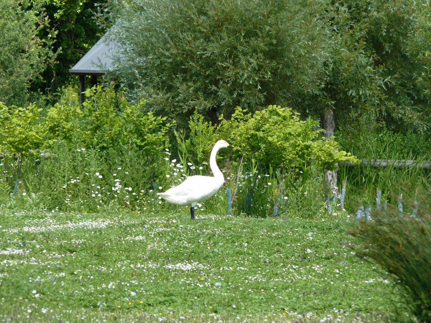 Bewick swan