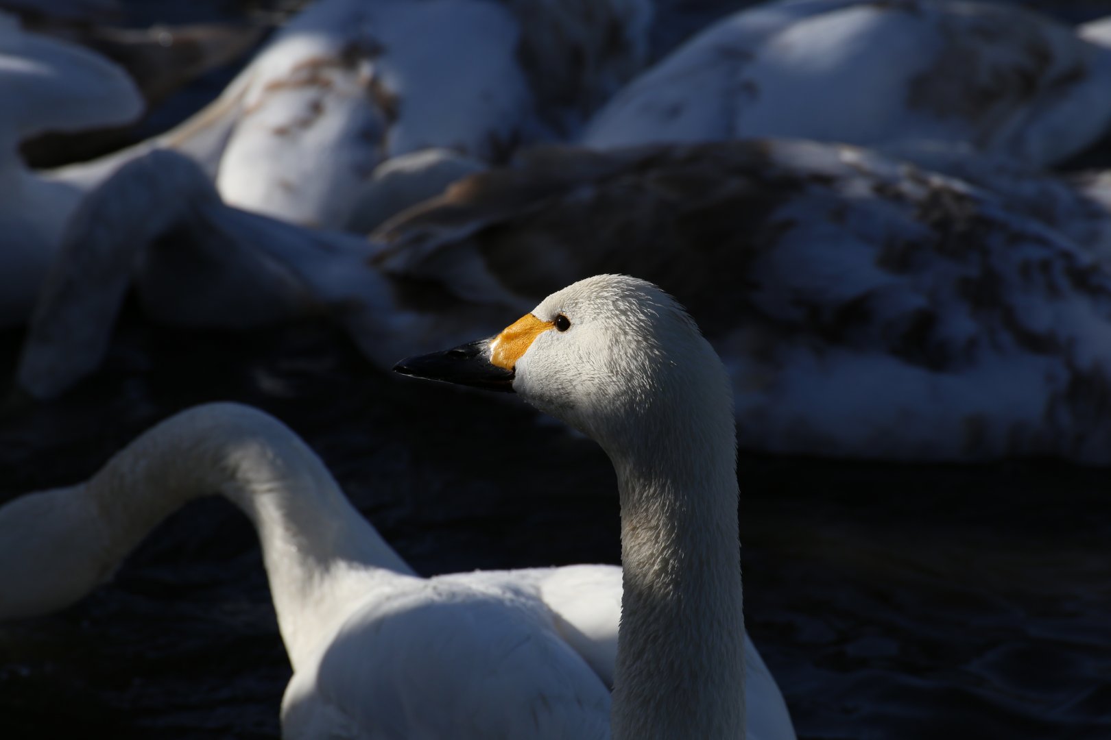 Bewick swan