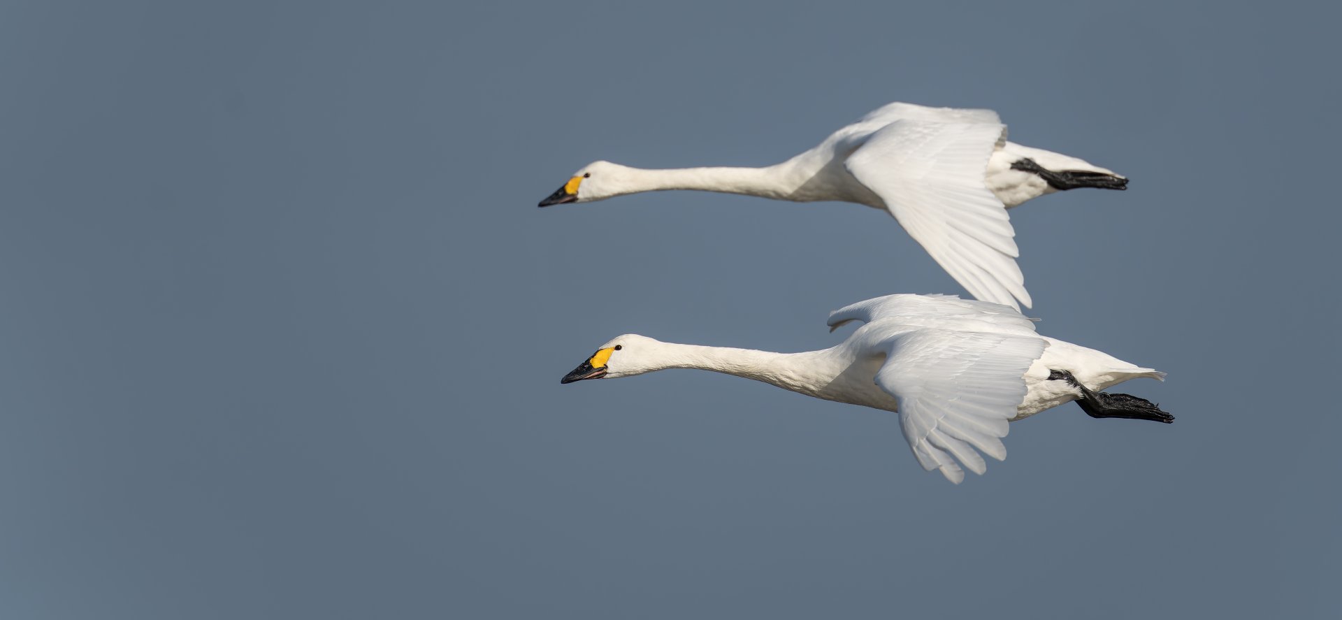 Bewick Swans (wild), UK