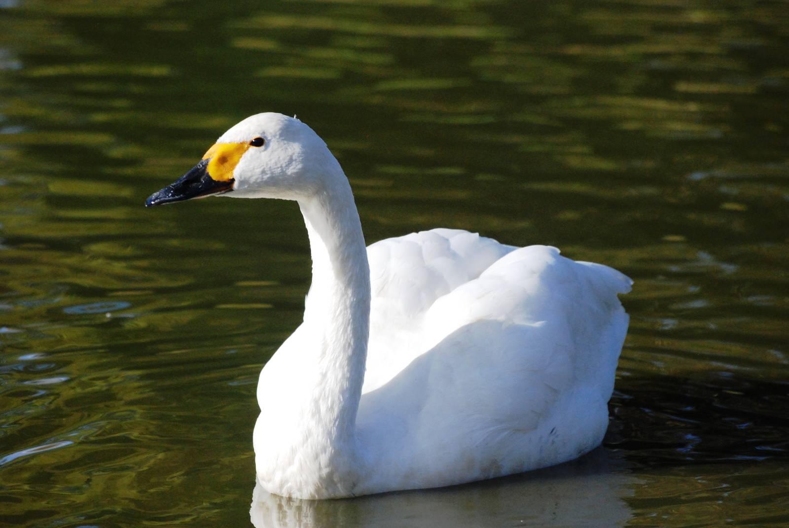 Bewick's Swan at Blackbrook, 21/10/12