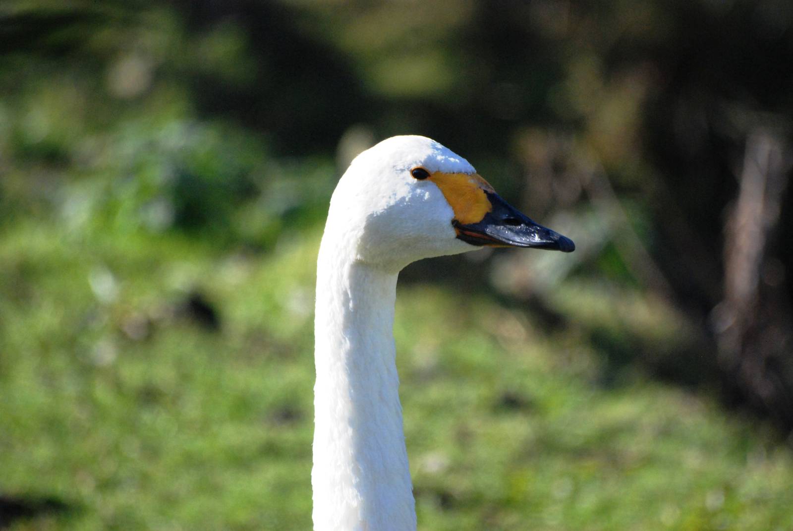 Bewick's Swan at Blackbrook, 21/10/12