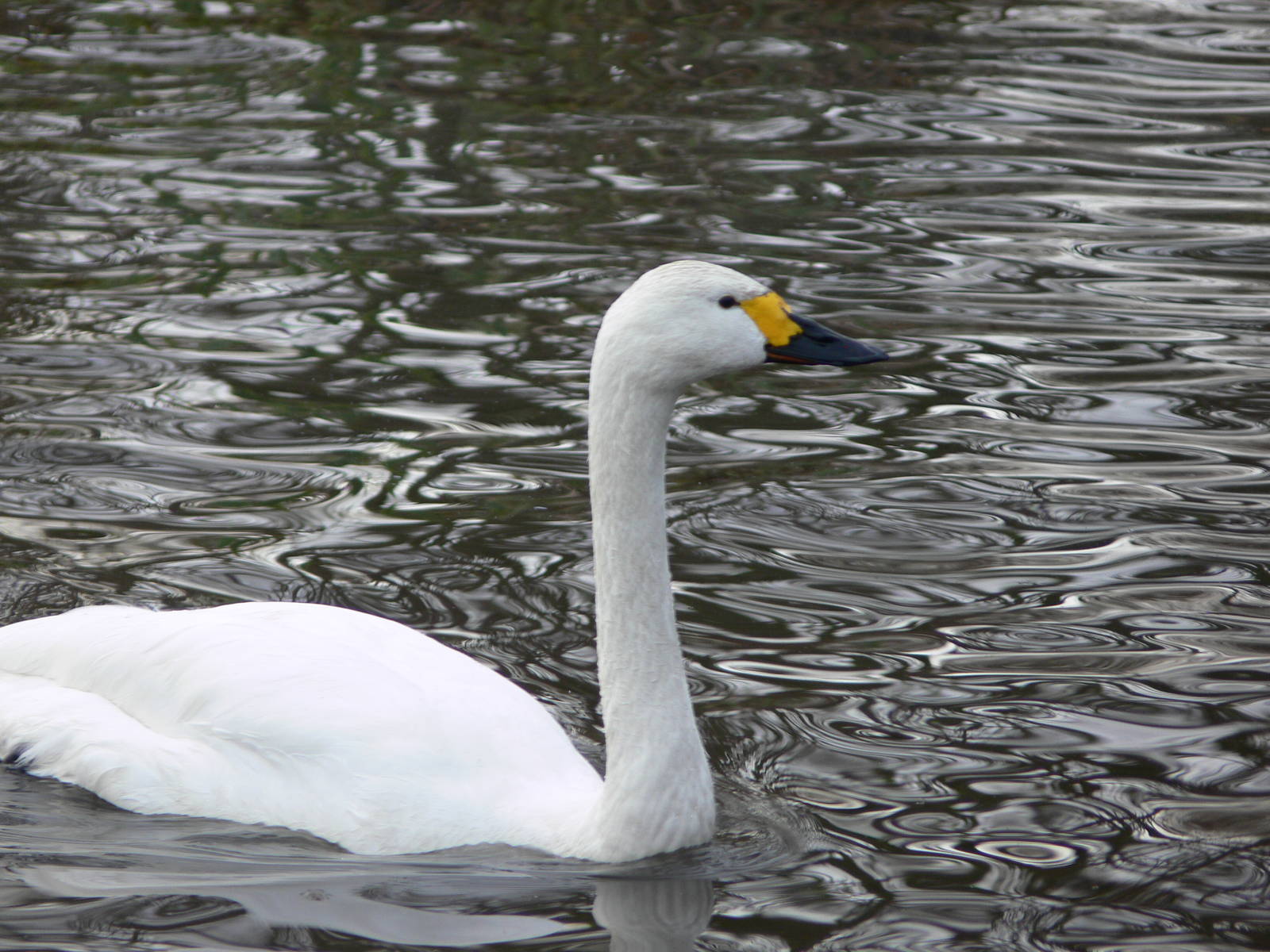 Bewick's Swan at Martin Mere WWT 08/12/12