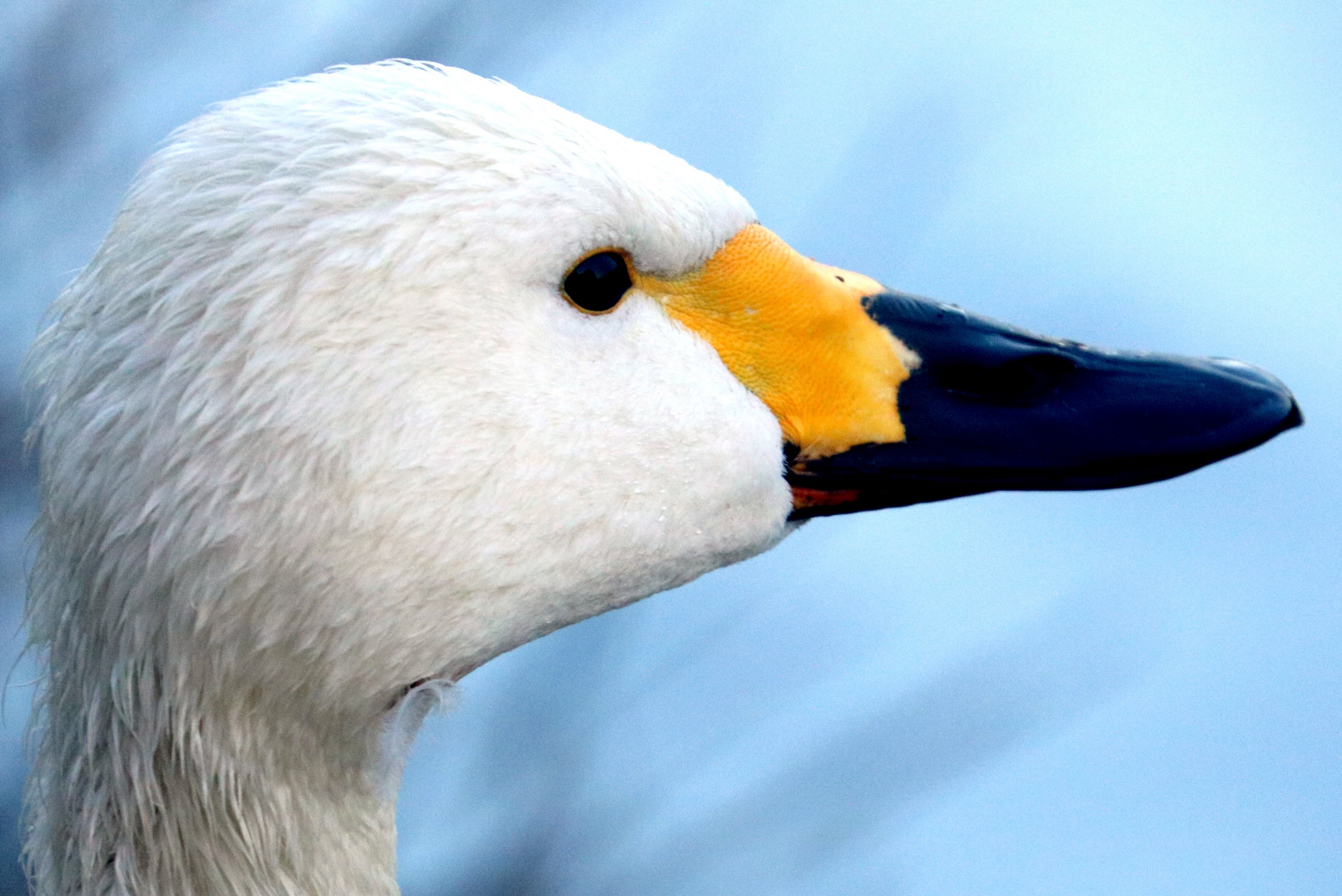 Bewick's swan; Barnes; 19th January 2020